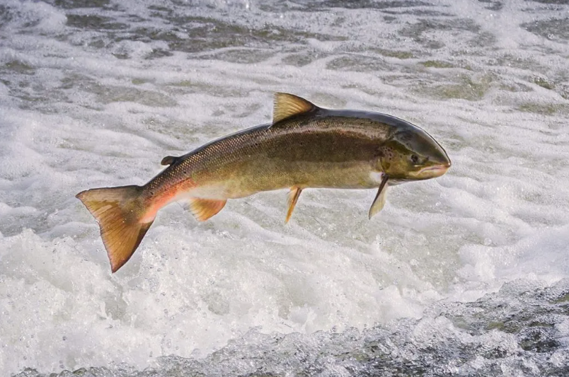 fish ax fish ax